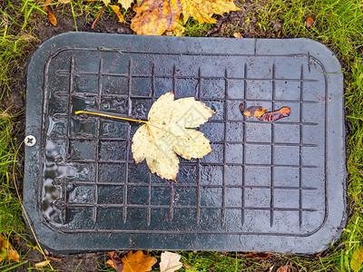 秋季树叶的污水坑文字位置图片