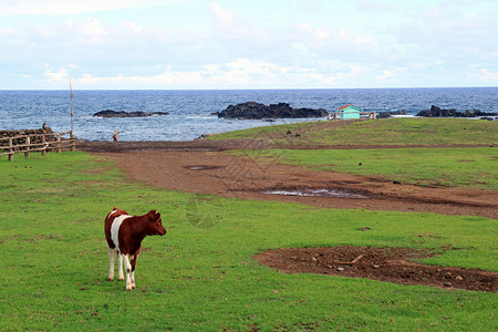 在智利南美复活节岛的海边草原图片