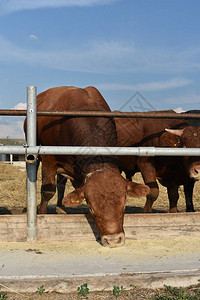 农场上的豪华轿车公牛豪华轿车公牛花时间在农场公牛吃东西图片