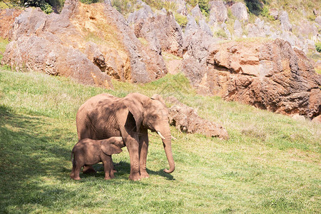 大象和母亲在绿草地上一起吃大象野图片