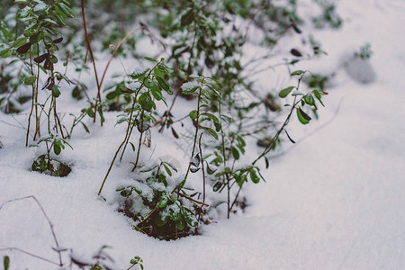 许多小绿色植物从雪下露图片