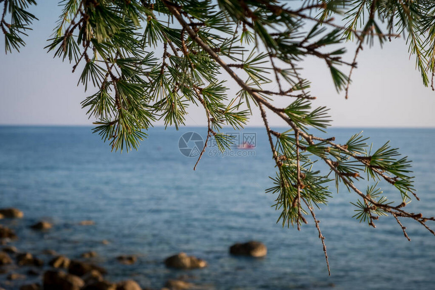 关于黑山夏季海洋背景的细叶子图片
