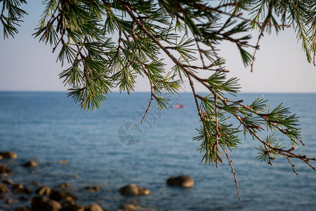 关于黑山夏季海洋背景的细叶子图片