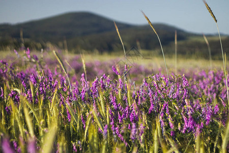玉米田中Vicia植物的紫花和粉红花图片