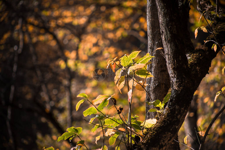 阳光照耀的秋天大树红秋和黄秋叶戏剧场图片