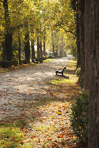 秋天公园里的小巷里散落着泛黄的树叶图片