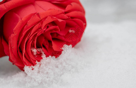 冬日白雪皑的表面上的红玫瑰被小树叶包围在冬日的户外雪地里玫瑰阳光明媚的日子背景图片