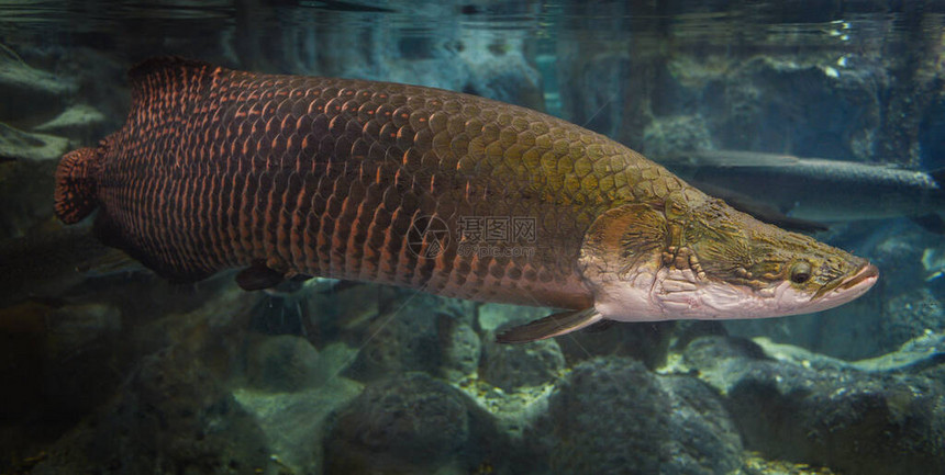 Arapaima鱼类PirarucuArapaimaGiama在巴西最大的淡水鱼类和河流图片