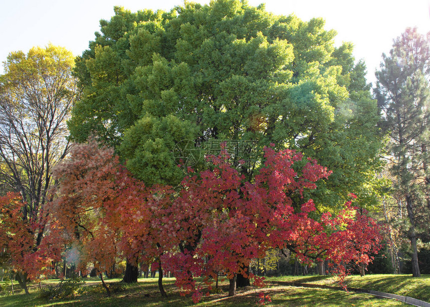 美丽的秋天风景树上的红绿树叶图片