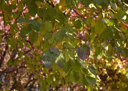 红树和绿树叶都挂在公园的一棵树上花园的植物图片