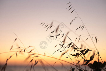 自然背景草耳朵和日落黎明浪漫心情图片