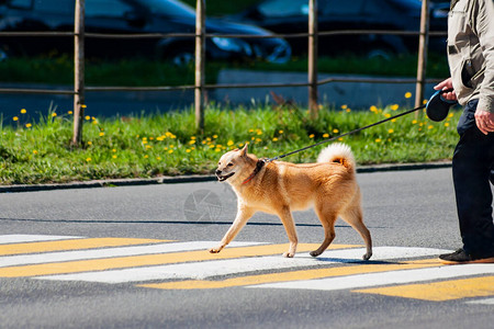 Husky在一个行人穿过道路图片