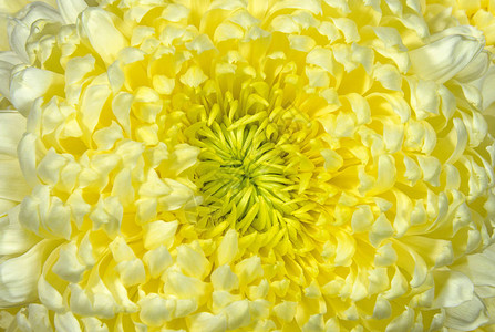 淡黄色的菊花卉和植物图片