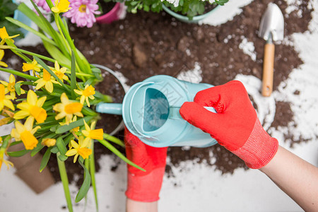 土壤水罐花盆用红色橡皮手套浇灌花朵图片