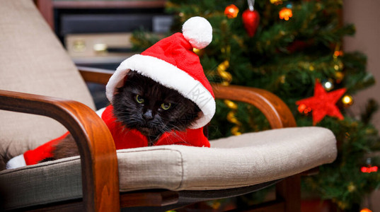圣诞树装饰背景下身着圣诞老人服装的黑猫在扶手椅图片
