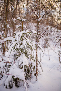 冬日雪景和树的图片图片