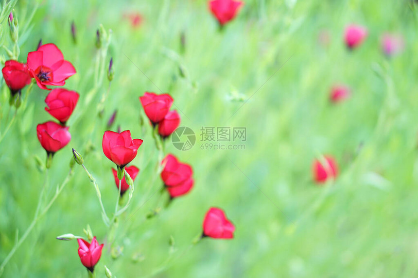 红金矿田红色花朵在模糊的绿色图片