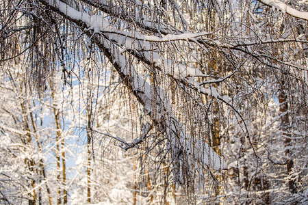 白天森林中白雪皑的树木如画的照片图片