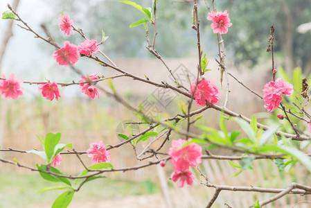北越农村的桃花朵图片