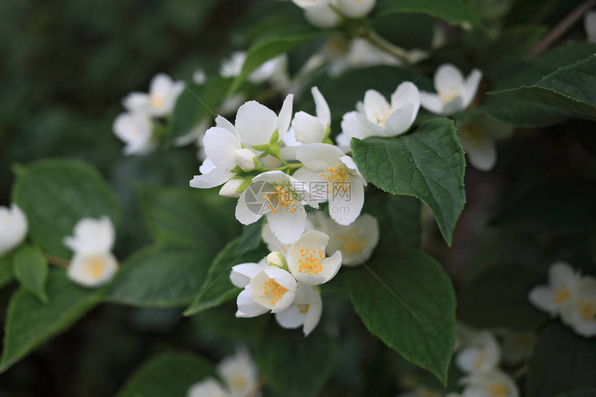 白茉莉花春天新图片