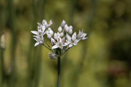 Alliumericetorum的花朵图片
