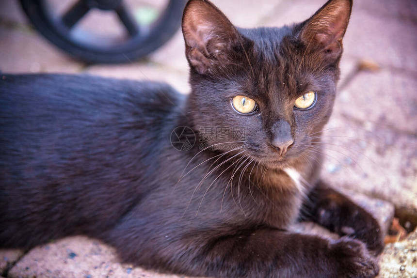 黑猫在地上蹲着在猫村里图片