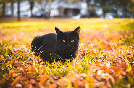 惊讶的黑猫坐在黄草里图片