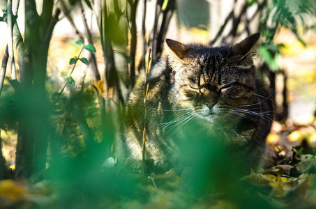 被安抚的虎斑猫躲在灌木丛中图片