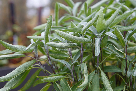 生长在药草园的芳香鼠尾草鼠尾草叶子丹参科普背景图片