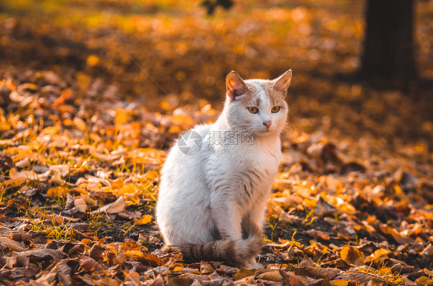 黑猫在日落橙色阳光下像图片