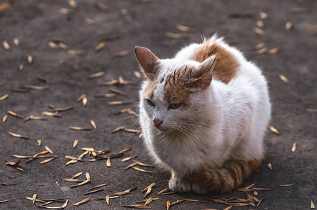 孤独和悲惨的猫在沥青上被叶子覆盖的百叶泥上图片