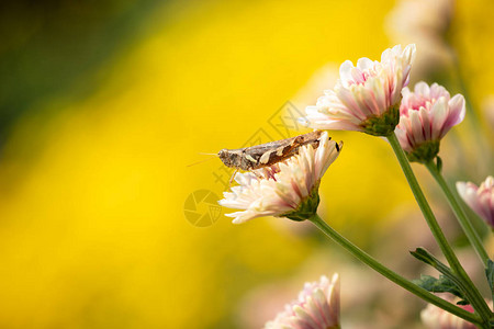 蚱蜢在花上的特写具有模糊黄色散景背的美丽粉红菊图片