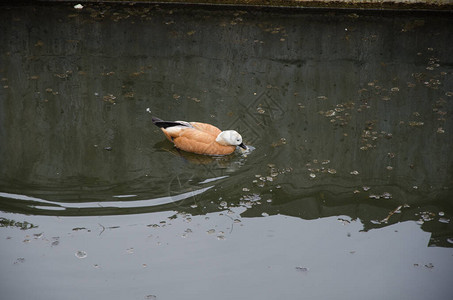 褐色水禽鸭橙色褐羽毛是典型的图片