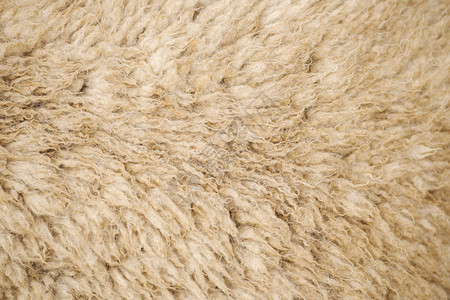 澳大利亚天然羊毛详图片