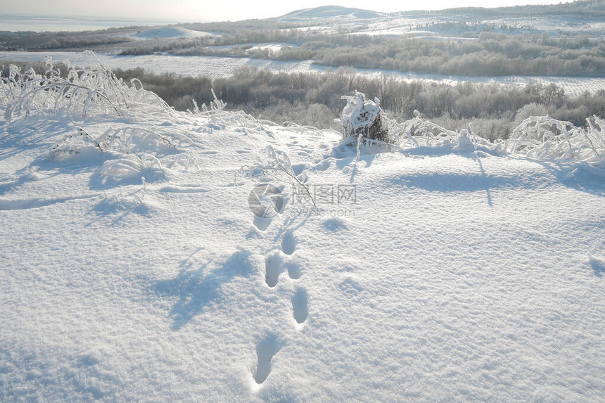 狐狸脚动物足迹在雪地里图片