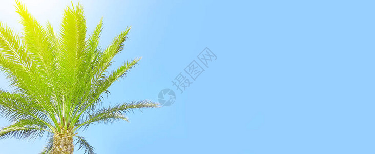 棕榈天空太阳夏天背景图片