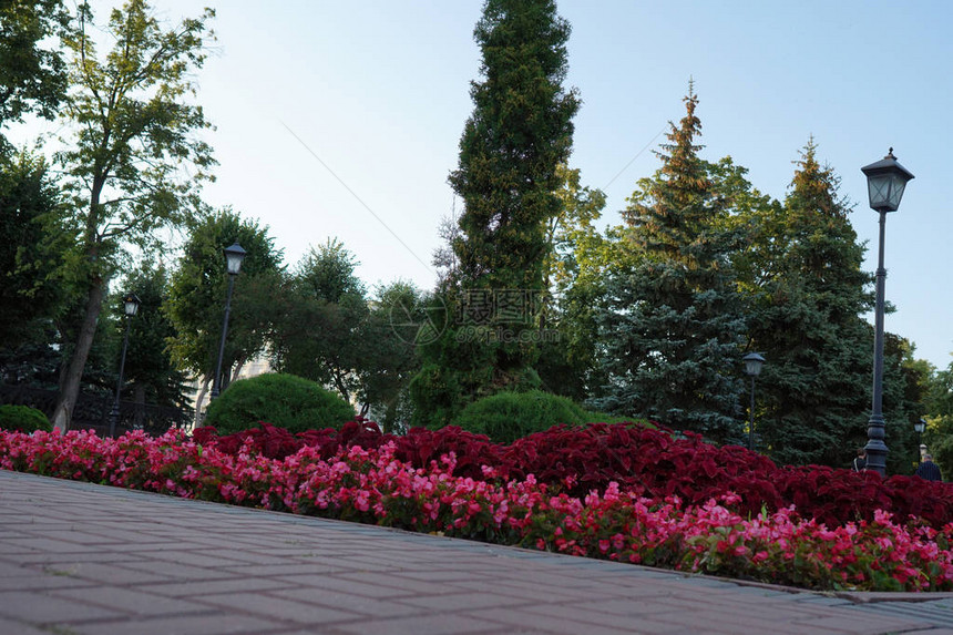 市花城市公园里的花坛美丽的风图片