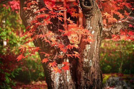 秋天的老日本枫树秋天枫叶全红与温暖的秋天图片