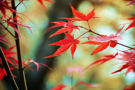 秋天的枫树花园秋天枫叶全红与温暖的秋天图片