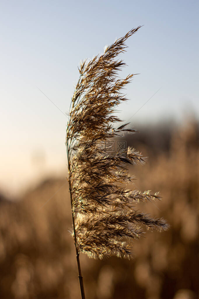 有选择软焦点干草子尾巴以金色日落光吹在风中自然夏图片