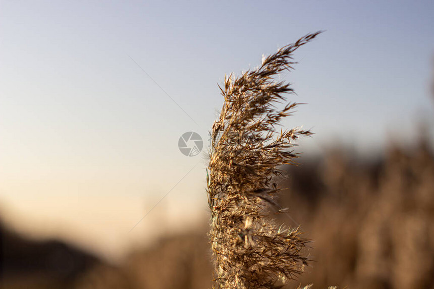 有选择软焦点干草子尾巴以日落光吹在风中自然夏图片