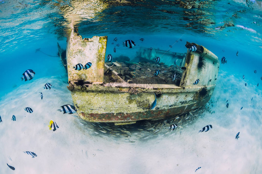 毛里求斯水下沙底和热带鱼类的船沉及热带鱼类图片