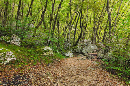 在美丽的秋天森林中徒步旅行的巨石斯洛文尼亚山丘足迹旅行和旅游概念图片