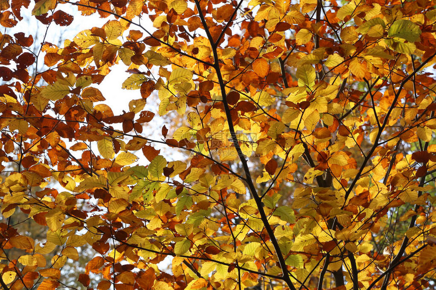 秋天的森林里有明亮的黄色叶子图片