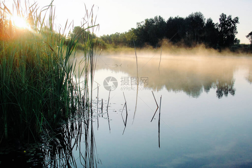 在河和晨雾的日出薄雾笼罩着湖水和树木森林的倒影自然和风景与太阳刚出现在蓝天的日落农村的夏天图片