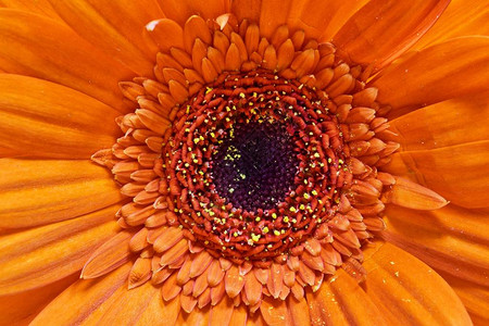 与中心焦点的橙色非洲菊花宏指令在中心可以看到花粉这些花在束中很受欢迎图片