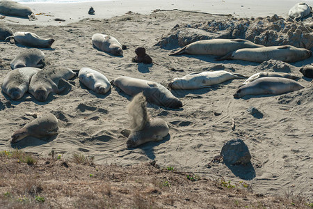 海豹殖民地圣西门海岸的大象海豹中加图片