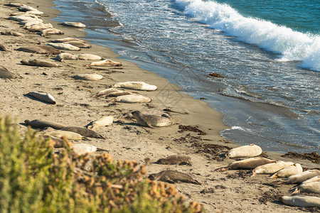 海豹殖民地圣西门海岸的大象海豹中加图片
