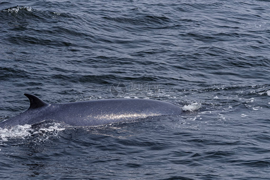 Bryde的鲸鱼喂养与喷洒在图片