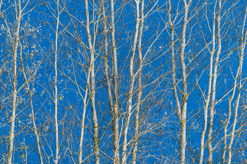白树与蓝天背景形成对比在一片白树枝秋黄叶和几图片